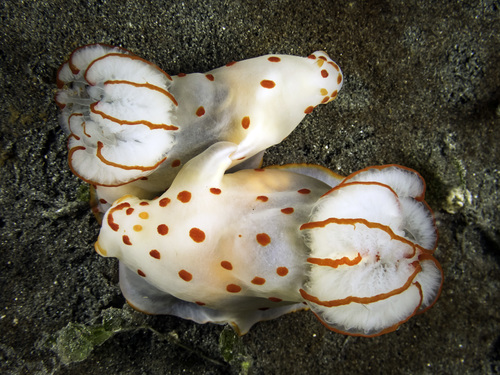 Gymnodoris ceylonica