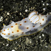 Gymnodoris ceylonica - Photo (c) jim-anderson, some rights reserved (CC BY-NC), uploaded by jim-anderson