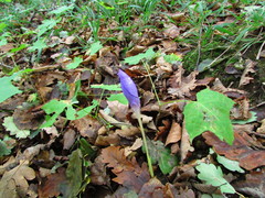 Crocus banaticus
