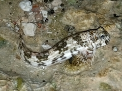 Pallid Rockskipper photo 1