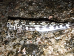 Pallid Rockskipper photo 3