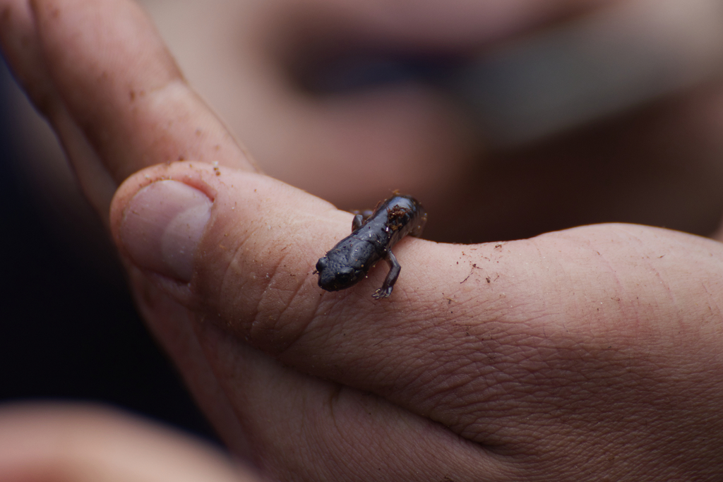 Tapanti Mushroomtongue Salamander