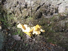 Cantharellus pallens