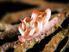 Okenia kondoi