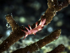 Okenia kondoi