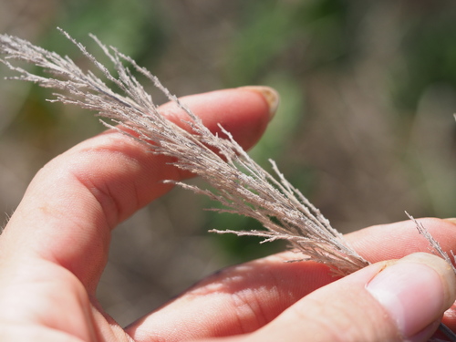 Panicum torridum observed 2023-06-21