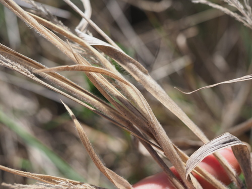 Image of Panicum torridum by (c) Kevin Faccenda, some rights reserved (CC BY)