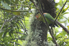 Rusty-Faced Parrot photo 4