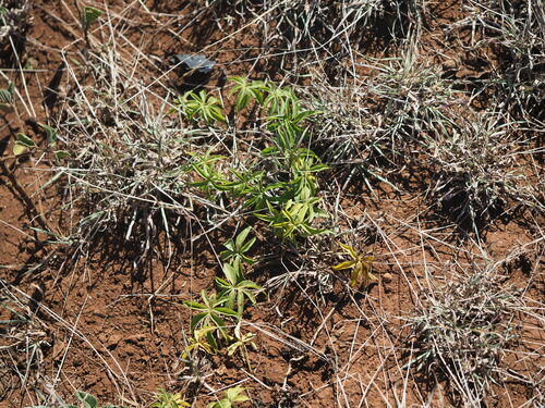 Ipomoea cairica observed 2023-06-21
