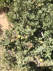 Diospyros austro-africana