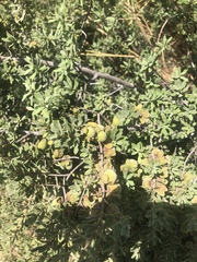 Diospyros austro-africana