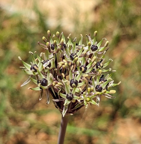 Allium cyrilli, photograph 2
