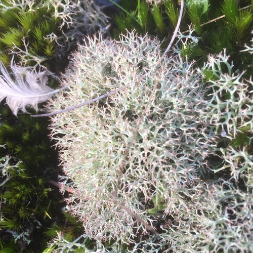Cladonia rangiformis
