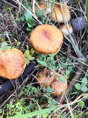 Fungi