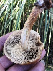 Fungi