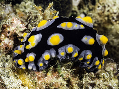 Phyllidia carlsonhoffi