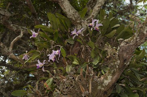 Cattleya trianae