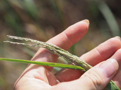 Digitaria insularis observed 2023-06-21
