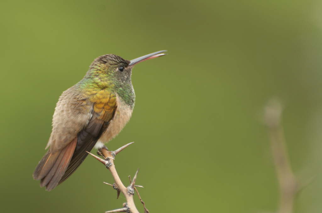 Chestnut-bellied Hummingbird photo