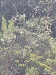 Cytisus striatus image