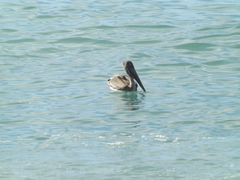 Pelecanus occidentalis