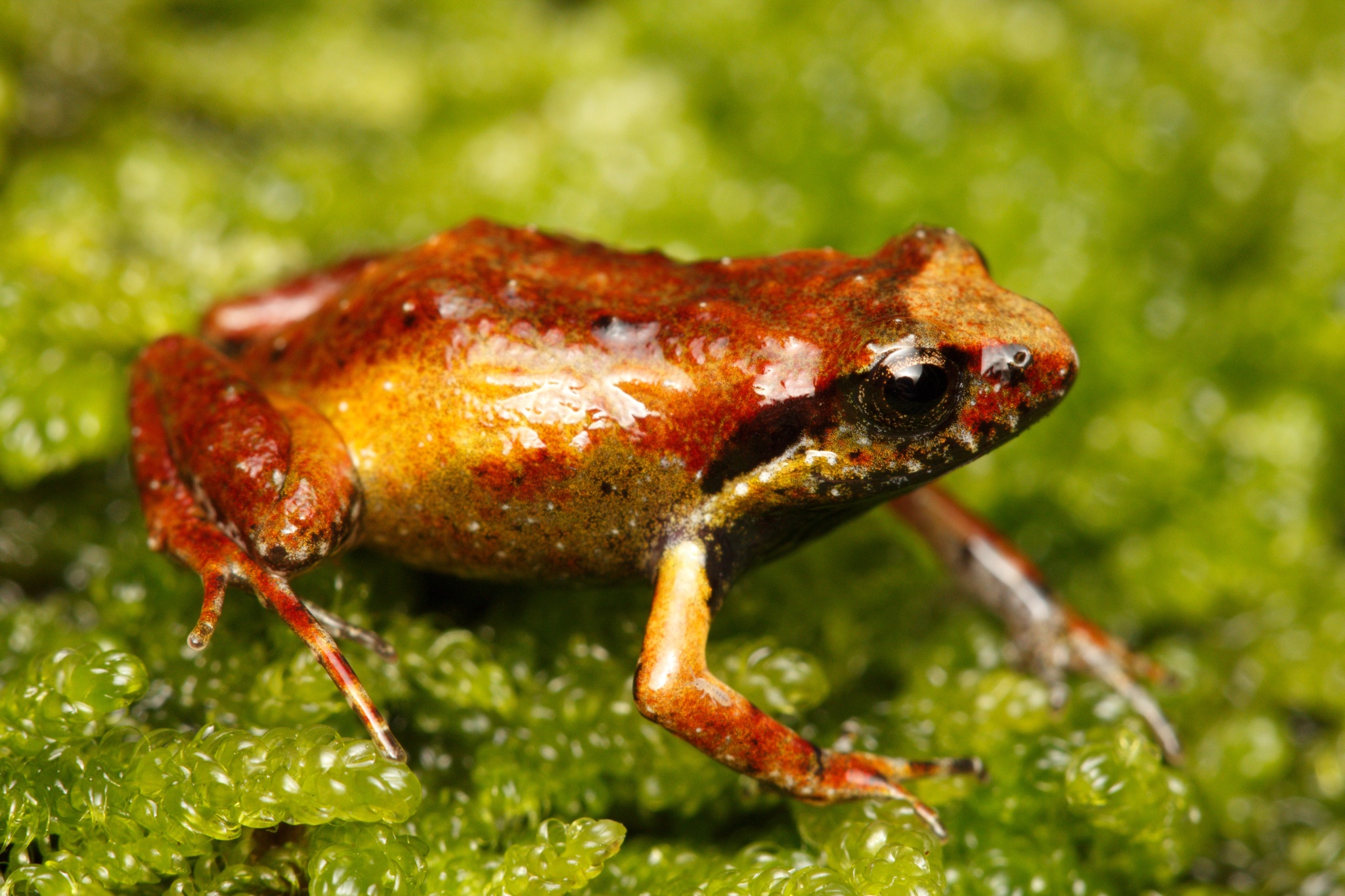 Frog on Moss, Amphibians, Animals
