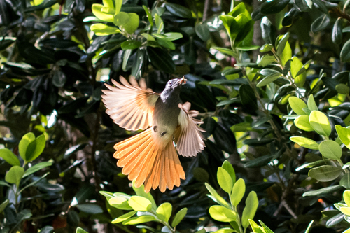 African Paradise-Flycatcher
