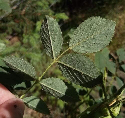 Image of Rosa elliptica by (c) Vladimír Fuka, some rights reserved (CC BY)