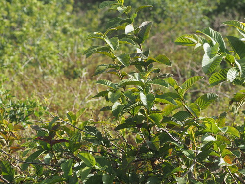 Psidium guajava observed 2023-06-22
