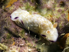 Goniobranchus rufomaculatus