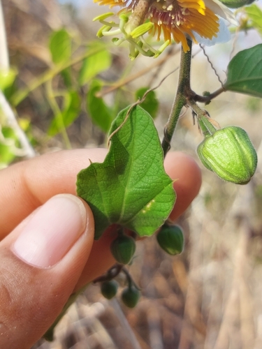 Image of Passiflora holosericea by (c) Sinead Gómez, some rights reserved (CC BY)