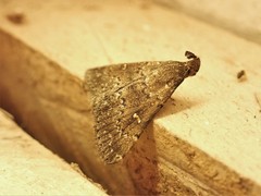 Hypenula cacuminalis