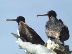 Fregata magnificens