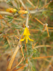 Aspalathus spinosa flavispina