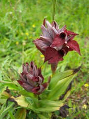 Serapias cordigera