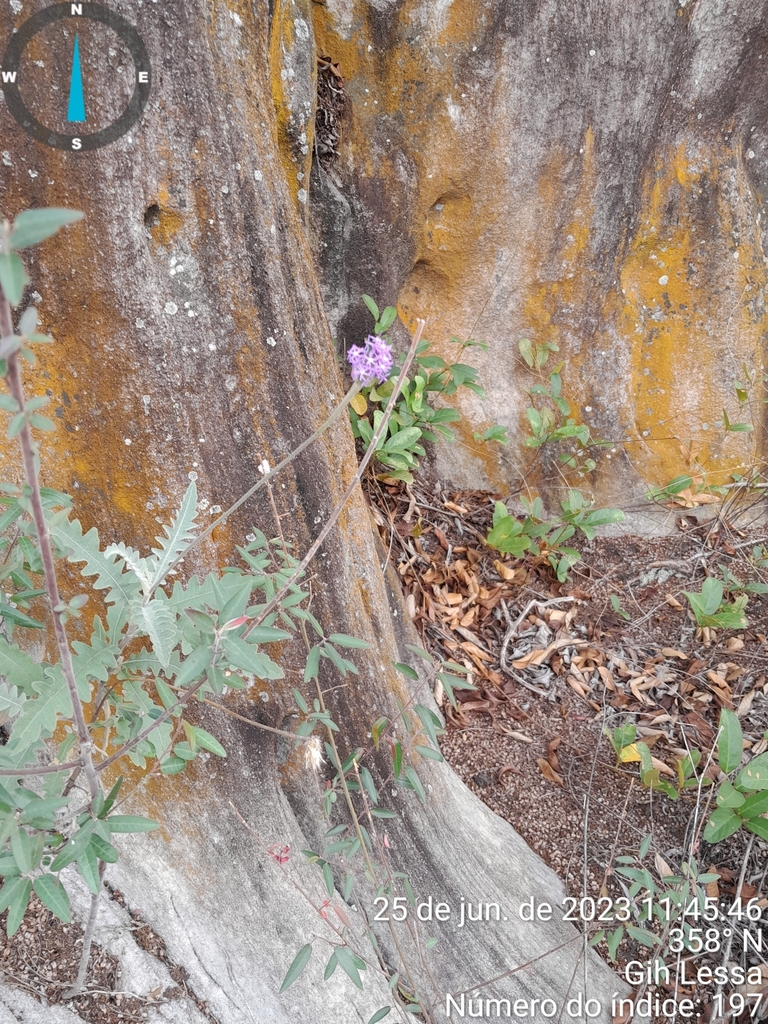 Chresta filicifolia