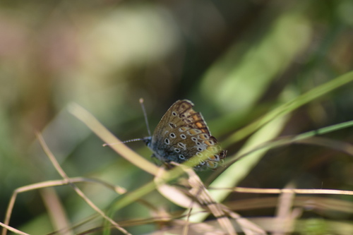 Polyommatus icarus