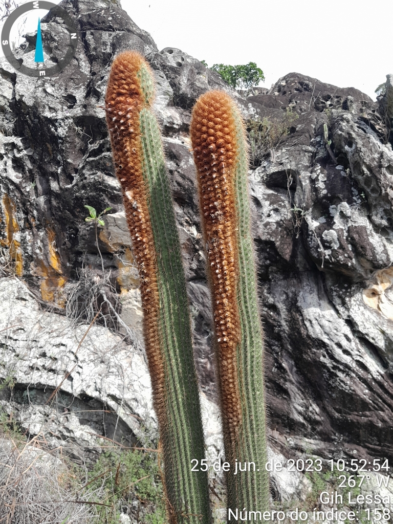 Coleocephalocereus pluricostatus