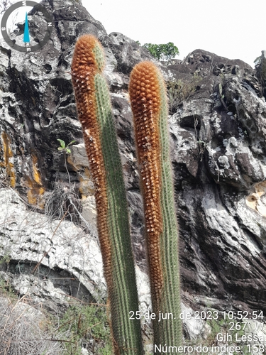 Coleocephalocereus pluricostatus