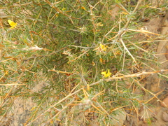 Aspalathus spinosa flavispina