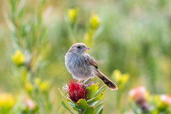 Cisticola subruficapilla