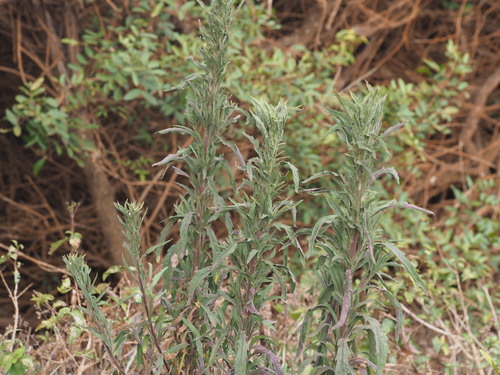 Erigeron sumatrensis observed 2023-06-22