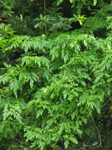 Sambucus lanceolata (Sambucus lanceolata)