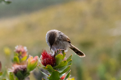 Cisticola subruficapilla