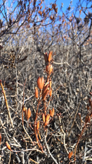 Syringa hyacinthiflora