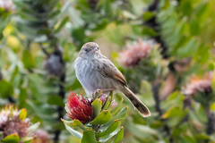 Cisticola subruficapilla