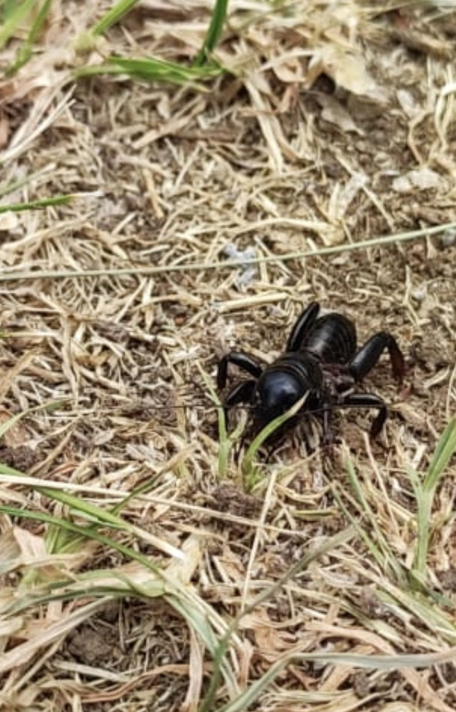 Mineral del Monte Jerusalem Cricket