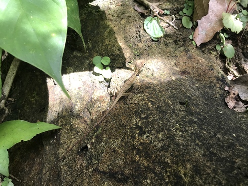 Calotes emma
