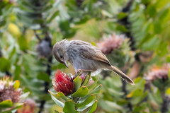 Cisticola subruficapilla
