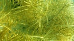 Antillogorgia bipinnata